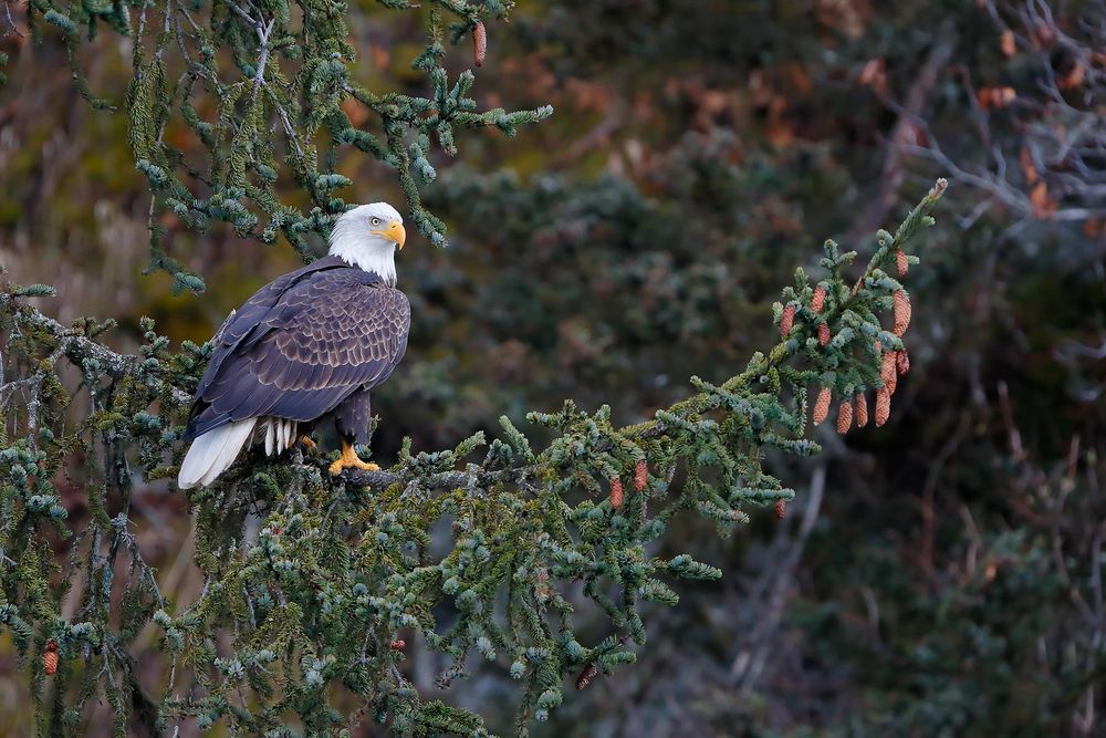 Bald-eagle-on-spruce-branch-with-cones_B8R9577-Kachemak-Bay,-Homer,-Alaska,-USA.jpg
