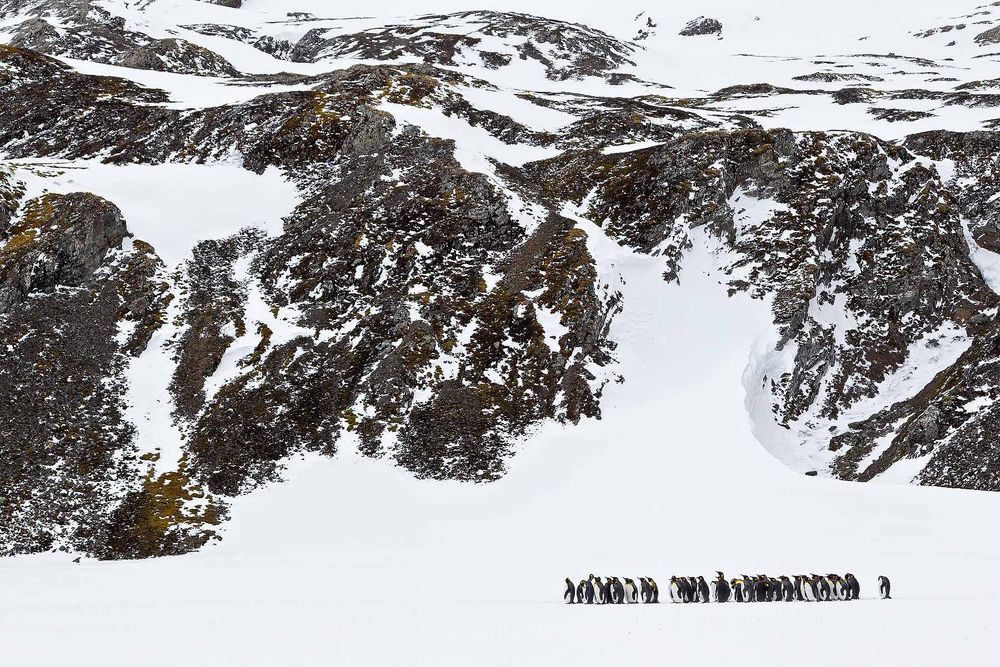 King-Penguins-lined-up-in-front-of-mountain-BM7E1450-Right-Whale-Bay,-South-Georgia-Islands.jpg