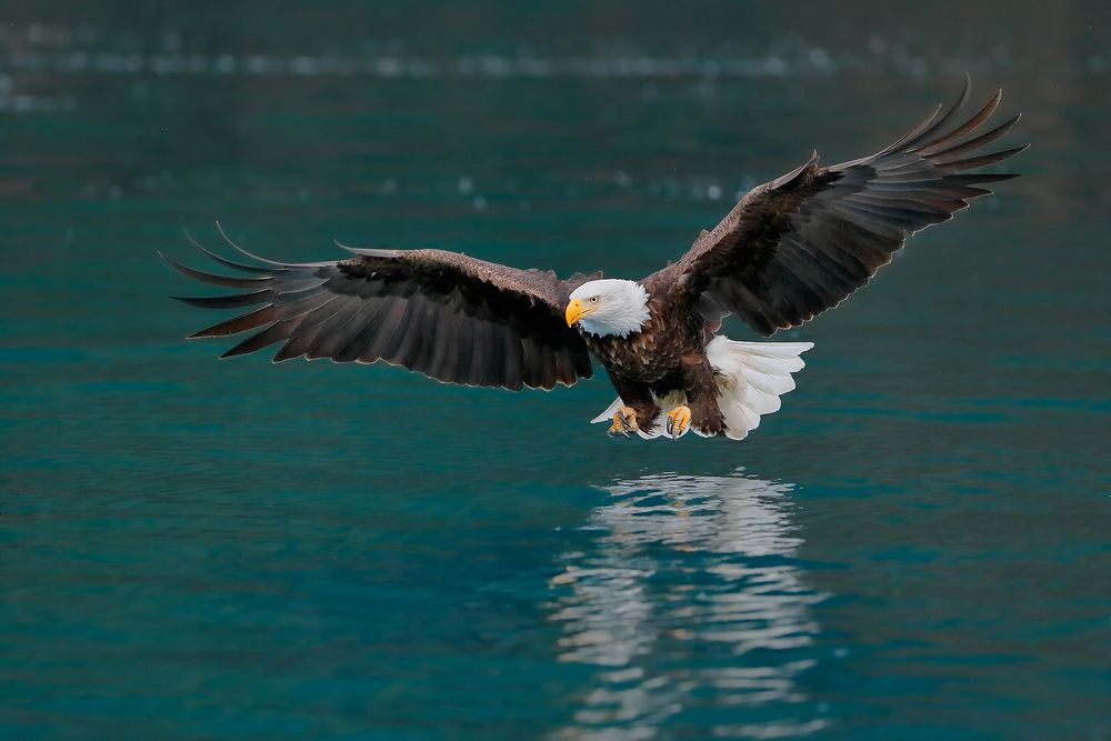 Bald-eagle-with-green-water_E7T8811-Kachemak-Bay,-Homer,-Alaska,-USA.jpg