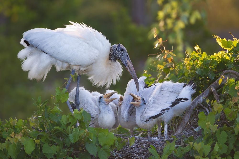 Wood stork with three chicks in nest _M7E8706, Gatorland, Orlando, FL.jpg