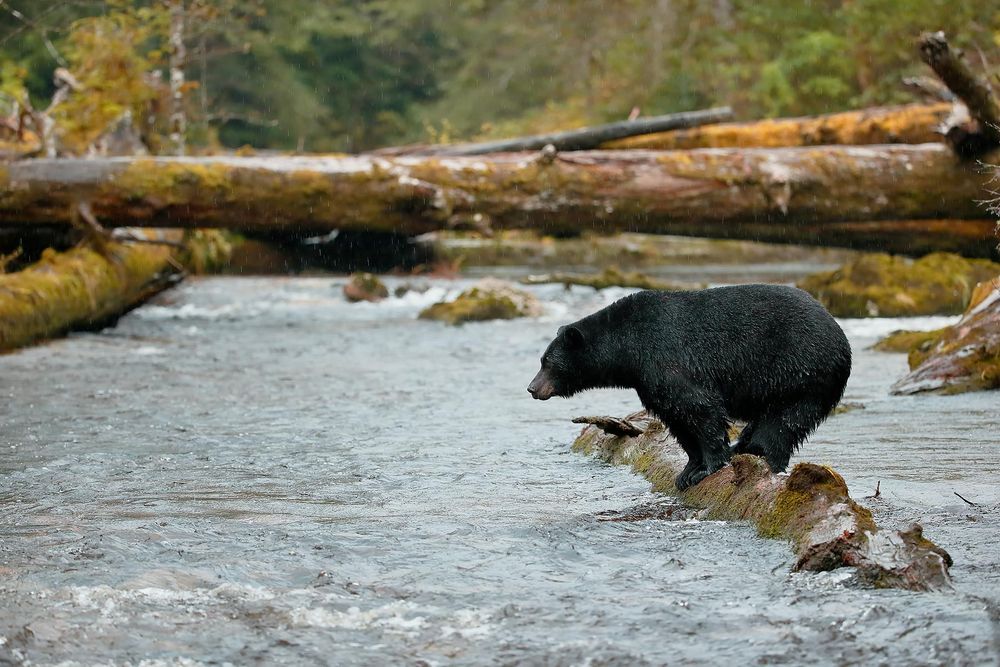 Black-bear-standing-on-a-log-in-the-river_E7T2384-Gribbell-Island,-British-Columbia,-Canada.jpg