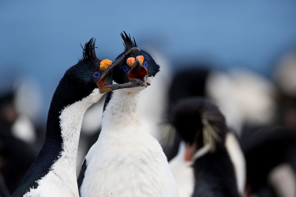 Imperial-Shags-clapping-beaks-together_E7T3739.CR2-Sea-Lion-Island,-Falkland-Islands.jpg