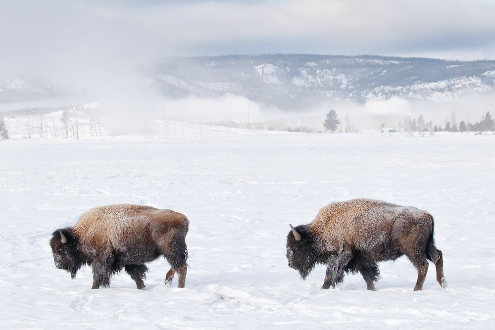 Bison-walking-in-the-snow-field_44A9647-Yellowstone-National-Park,-WY,-USA.jpg