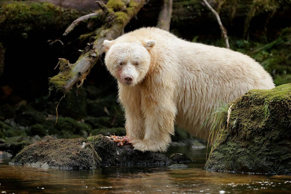 Spirit-bear-eating-fish-scraps_A3I2725-Gribbell-Island,-British-Columbia,-Canada,.jpg
