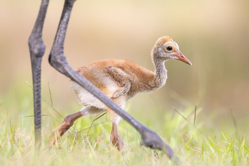 Sandhill-crane-chick-with-parent-legs_F7A6677-New-Tampa,-FL.jpg