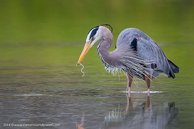 Great-Blue-Heron-with-little-eel-in-green-reflections_E7T3475-Estero-Lagoon-Fort-Myers-Beach-USA.jpg