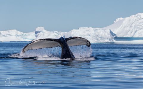 humpback-whale-fluke-in-calm-water-with-ice-bergs_e7t1933-petermann-island-antarctica.jpg