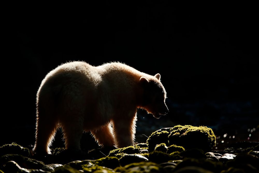 Spirit-bear-silhouette-backlit_E7T4956-Gribbell-Island,-British-Columbia,-Canada,.jpg