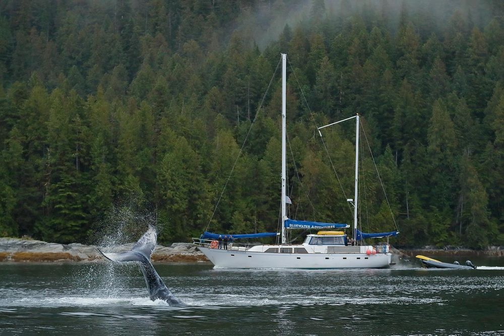 Humpback-whale-watching-with-tail-flip_A3I0566-Gribbell-Island,-British-Columbia,-Canada,.jpg
