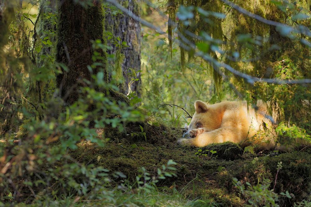 Spirit-bear-sleeping_S6A9642-Gribbell-Island,-British-Columbia,-Canada,.jpg