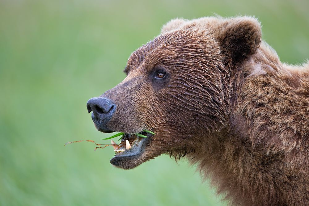 Coastal Brown Bear head portrait eating grass_W7C7852-Hallo Bay, Katmai NP, AK.jpg