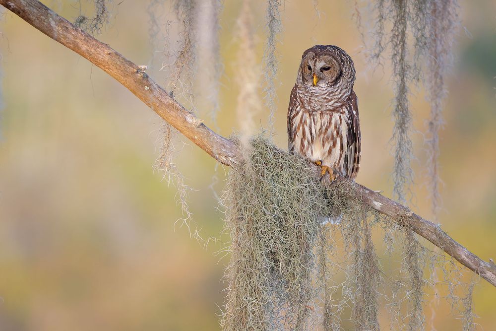 Barred-owl-with-yellow-background_F0A9580-Blue-Lake-Cypress,-FL,-USA.jpg