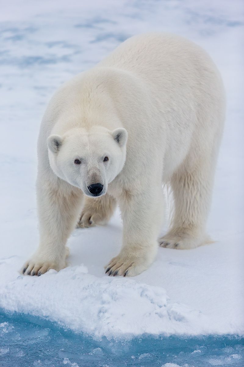 Polar-bear-on-ice-vertical_E7T4867-Sea-ice-at-82-degree-North,-Svalbard,-Arctic.jpg