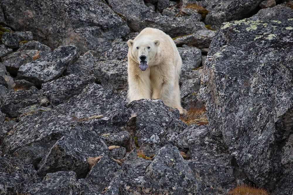 Polar-bear-looking-straight-with-tongue-out_E7T3051-Hamiltonbuka,-Svalbard,-Arctic.jpg
