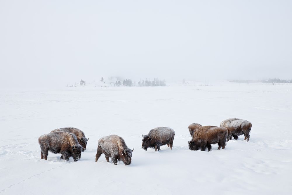 Bison-in-the-snow-wide-angle_S6A5797-Yellowstone-National-Park,-WY,-USA.jpg