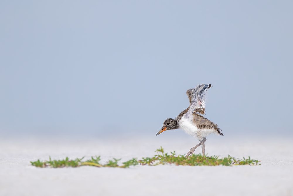 American-oystercatcher-chick-stretching-wings-up_D8A9040-Fort-de-Soto,-FL,-USA.jpg