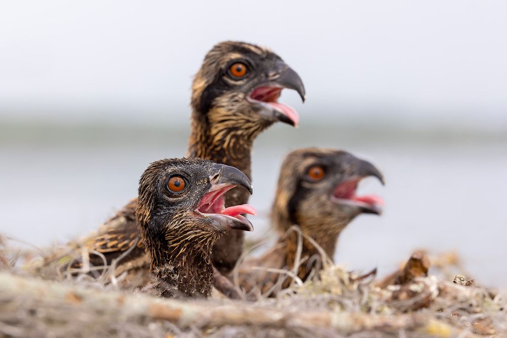 Osprey-chicks-on-the-nest_F0A0122-Lake-Blue-Cypress,-FL,-USA.jpg