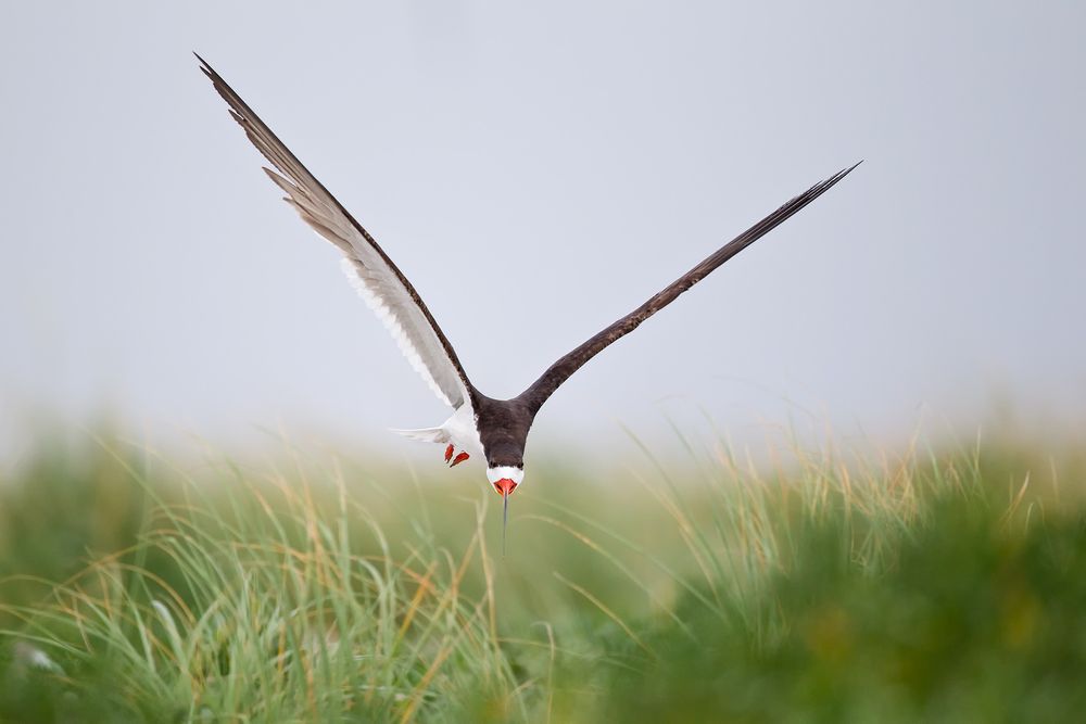 Skimmer-landing-in-the-green-17100045-Nickerson-Beach,-NY.jpg