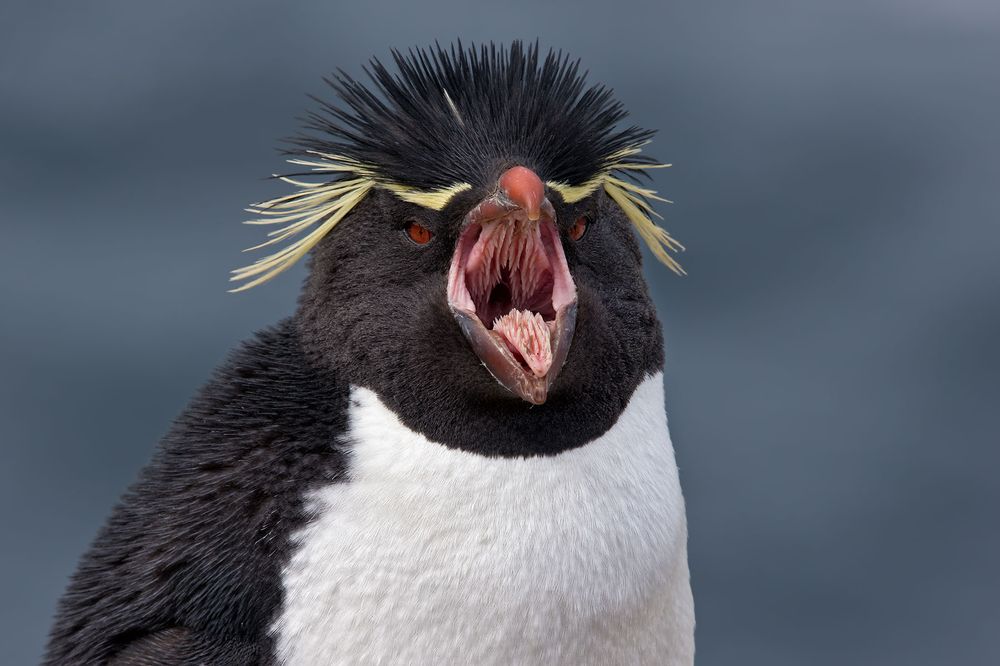 Rockhopper-Penguin-calling-out-blue-ocean-bkgd_E7T3573.jpg
