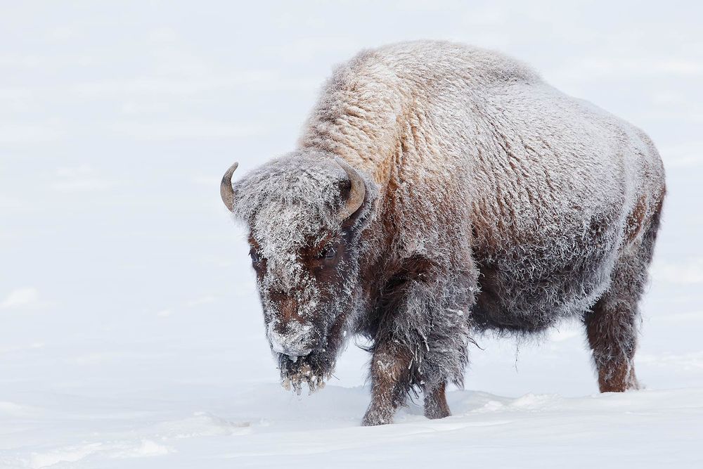 Bison-with-frost-on-body_B8R6150-Yellowstone-National-Park,-WY,-USA.jpg