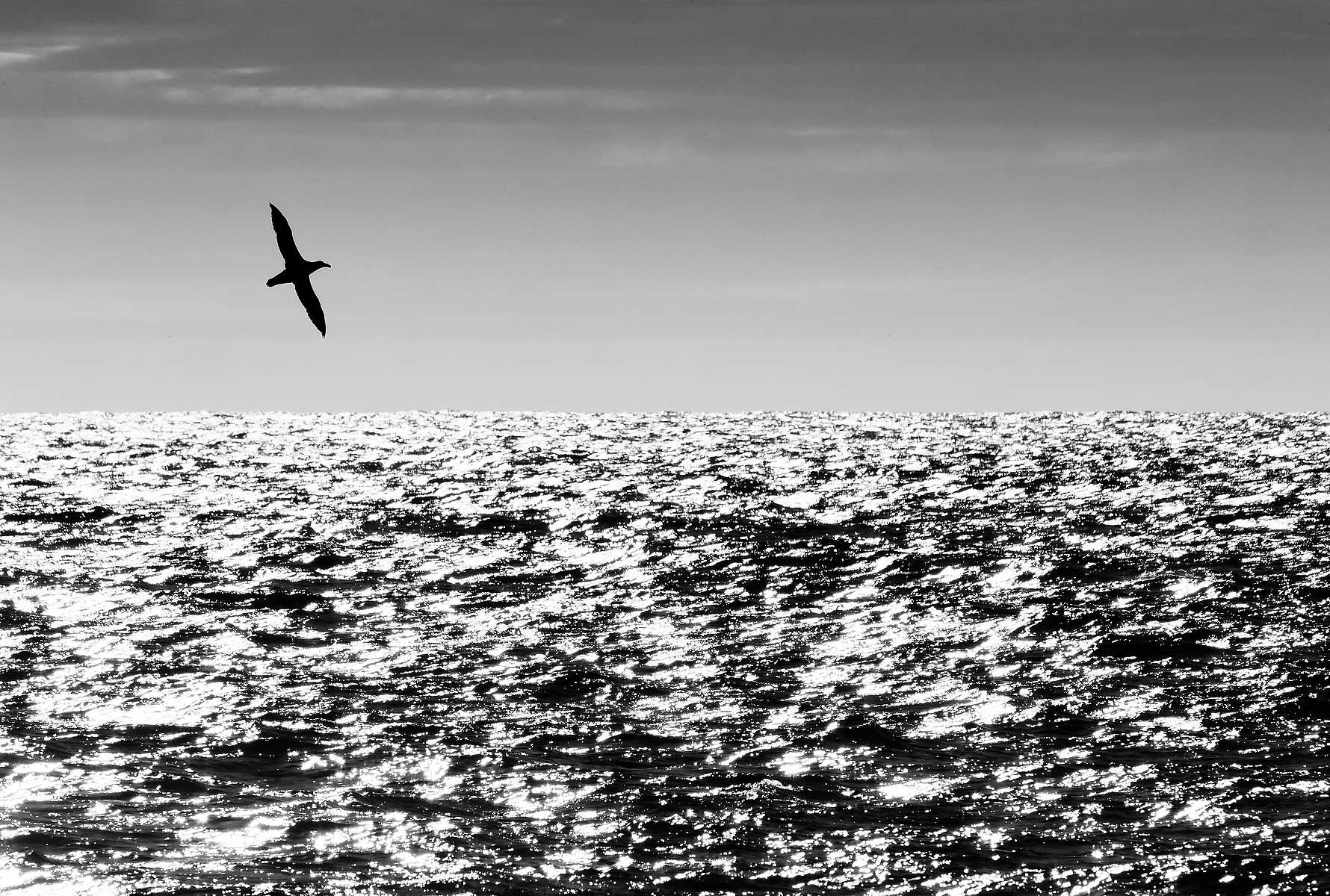 Gaint-Southern-Petrel-flying-above-the-waves-silhouette_B&W_A3I4182-Scotia-Sea,-Southern-Ocean.jpg