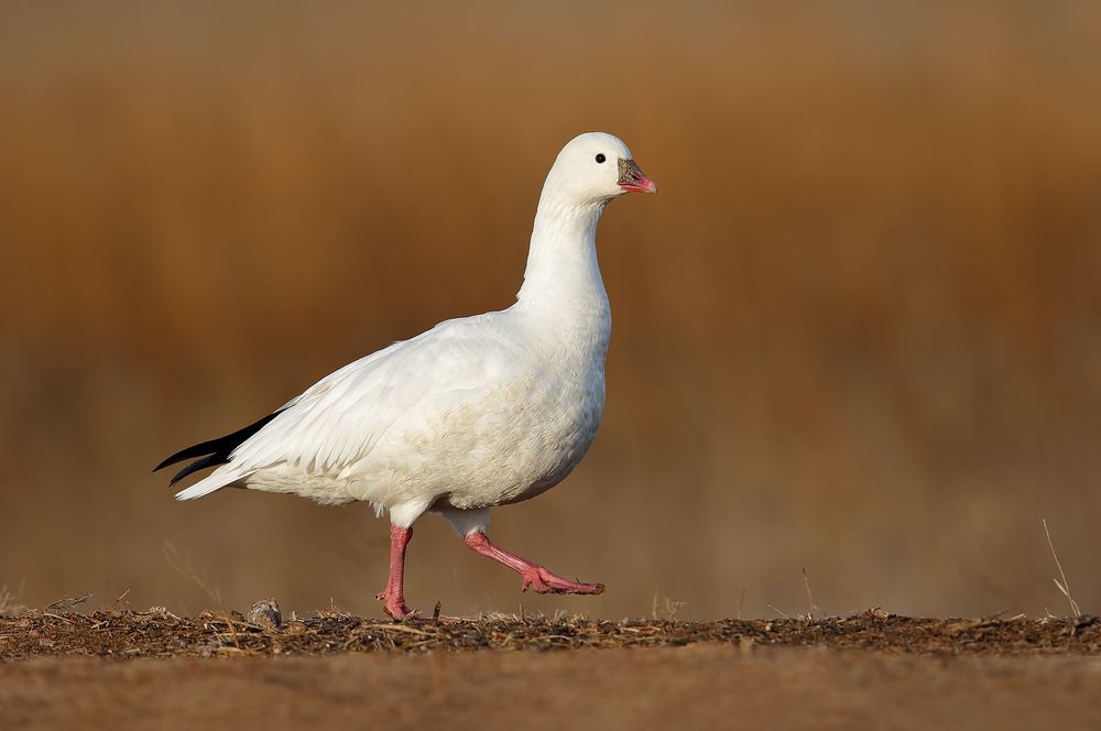 Ross-Goose-against-brown-bkgd_44A6617-Bosque-del-Apache-NWR,-San-Antonio,-NM,-USA.jpg