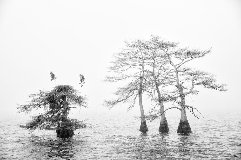 Ospreys and cypress trees in the mist_B&W_S6A0432-Lake Blue Cypress, FL, USA.jpg