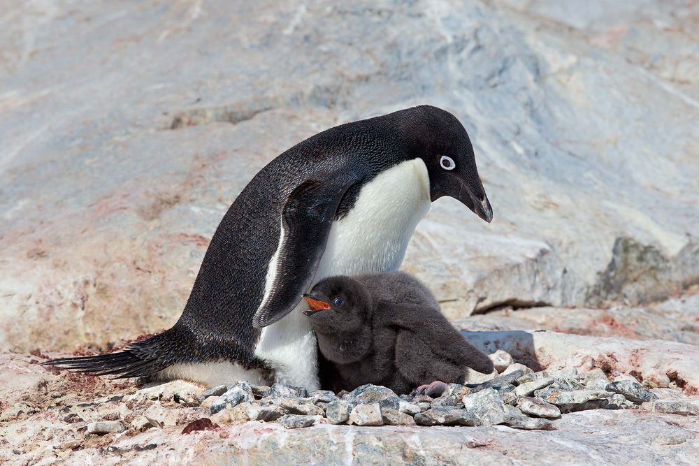 Adelie-Penguin-on-nest-with-chick-in-sun_E7T2228-Petermann-Island,-Antarctica.jpg