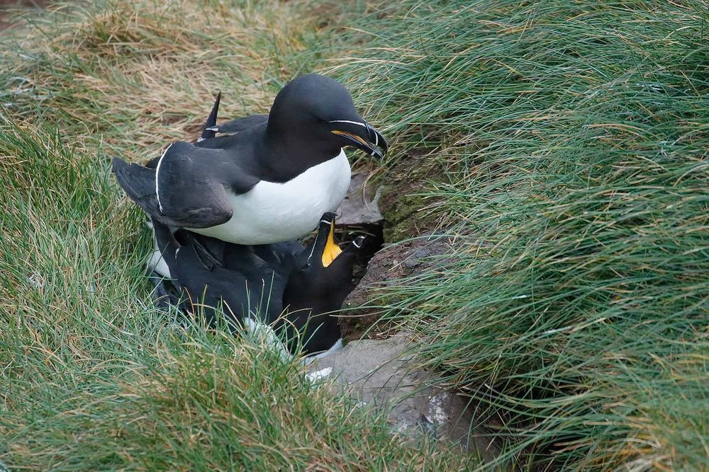 Razorbills-mating-on-the-cliff_A3I2946-Latrabjarg,-West-Iceland.jpg