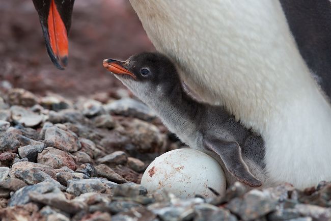 Gentoo-Penguin-chick-reaching-out-to-mama_S6A9934-Yankee-Harbor-South-Shetland-Islands-Antarctica.jpg