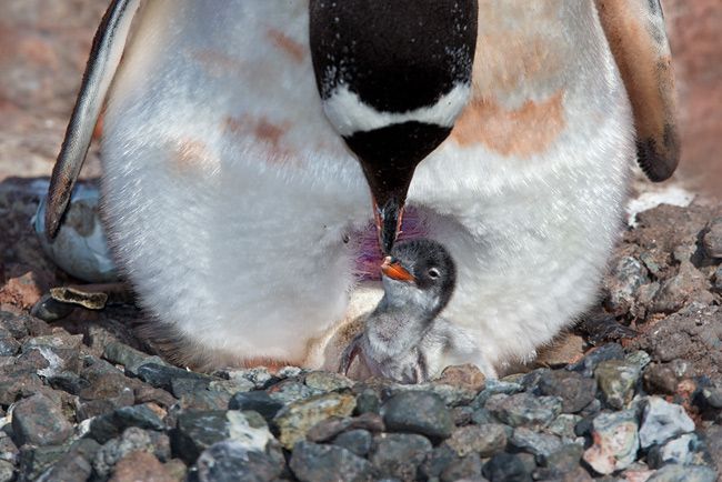 Gentoo-Penguin-with-chick-close-up-on-nest_E7T1765-Petermann-Island-Antarctica.jpg