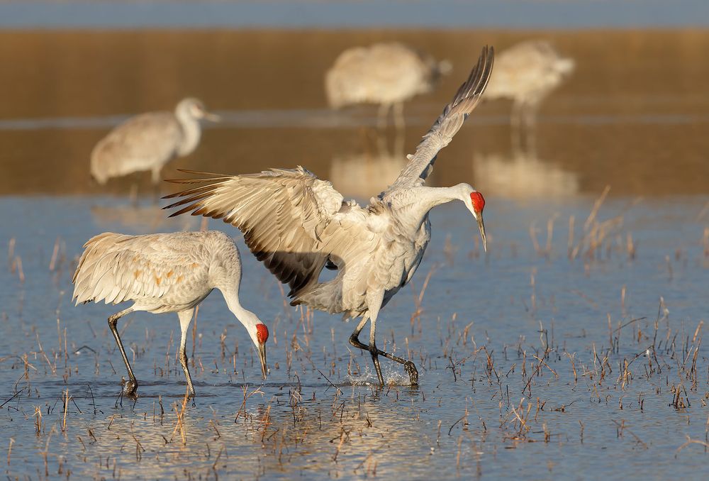 Sandhill-cranes-with-courtship-behavior_44A2918-Bosque-del-Apache-NWR,-San-Antonio,-NM,-USA.jpg