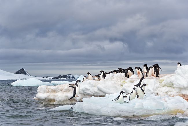 Adelie-Penguin-jumping-ashore-with-group-on-ice_E7T5906-Hope-Bay-Antarctica.jpg