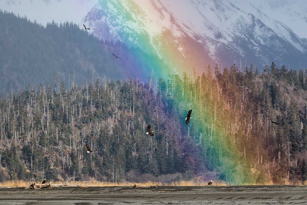 Bald-eagles-and-rainbow_44A7075-Kachemak-Bay,-Homer,-Alaska,-USA.jpg