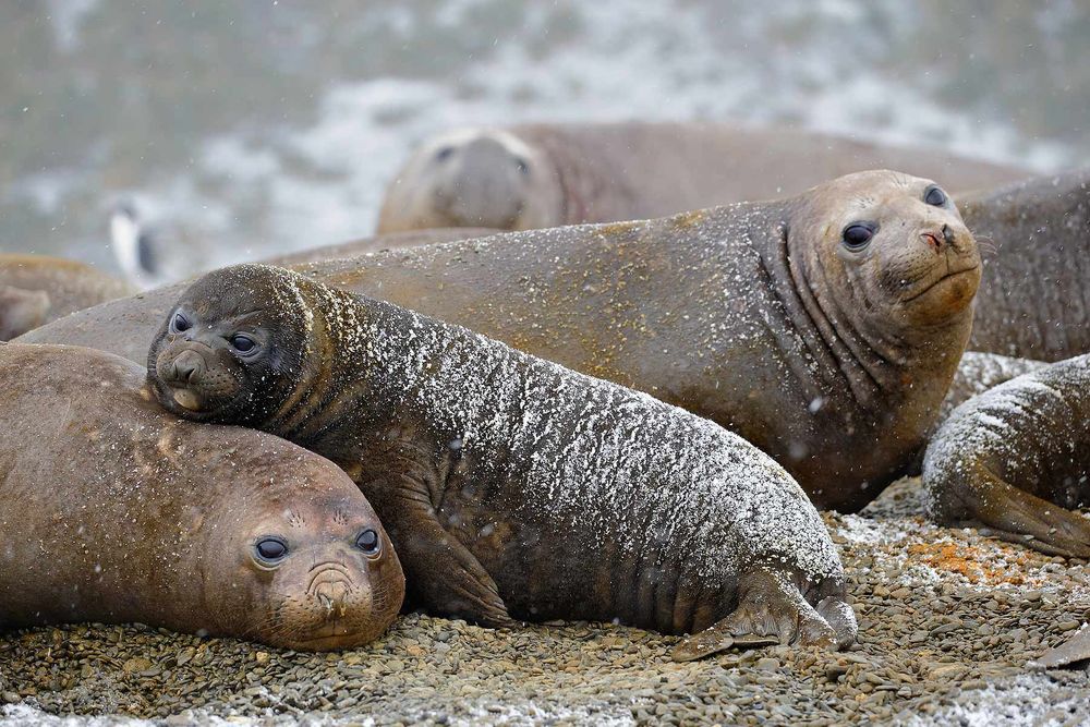 Southern-Elephant-seal-pup-resting_B8R2796-Undine-Harbour,-South-Georgia-Islands,-Southern-ocean.jpg