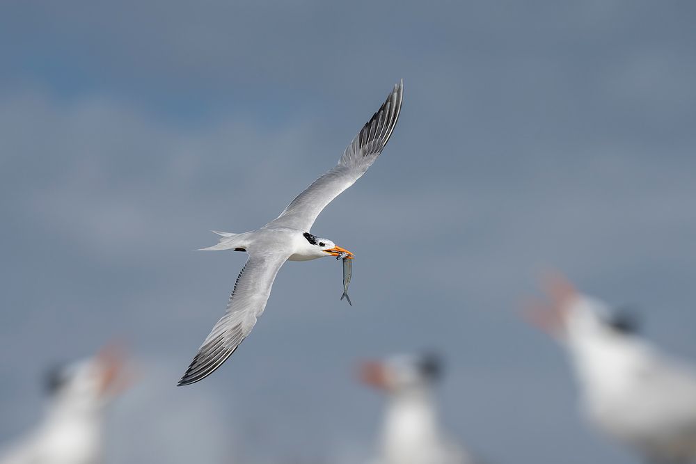 Royal-tern-with-fish-and-terns-calling_A1B8867-Huguenot-Memorial-Park,-Jacksonville,-FL,-USA.jpg