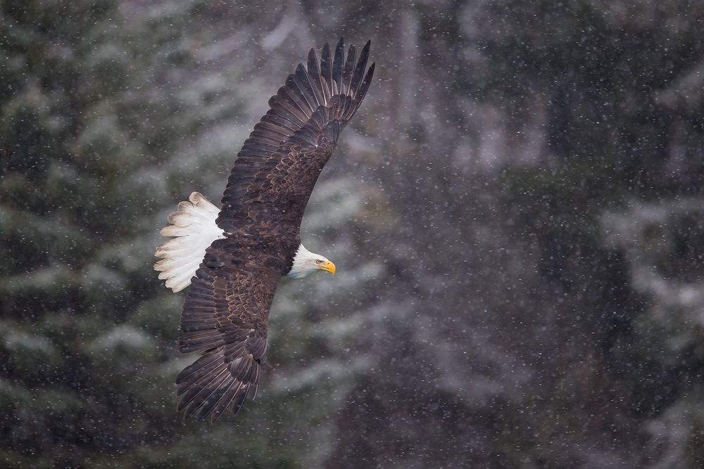 Bald eagle flying by mountain and spruch trees with snow_B8R9406-Kachemak Bay, Homer, AK.jpg