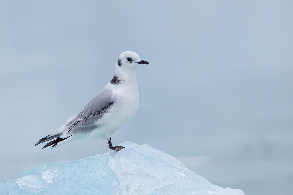 Kittiwake-standing-on-iceberg_B8R5635-Lilliehookbreen,-Svalbard,-Arctic.jpg