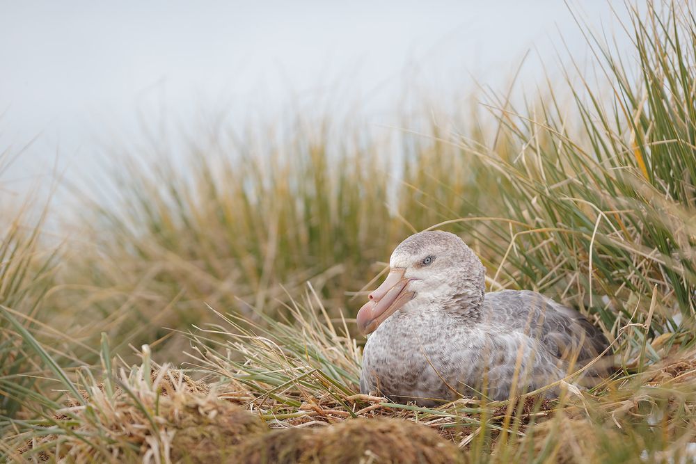 Northern-Giant-Petrel-on-nest_B8R3174-Elsehul,-South-Georgia-Islands,-Southern-ocean.jpg