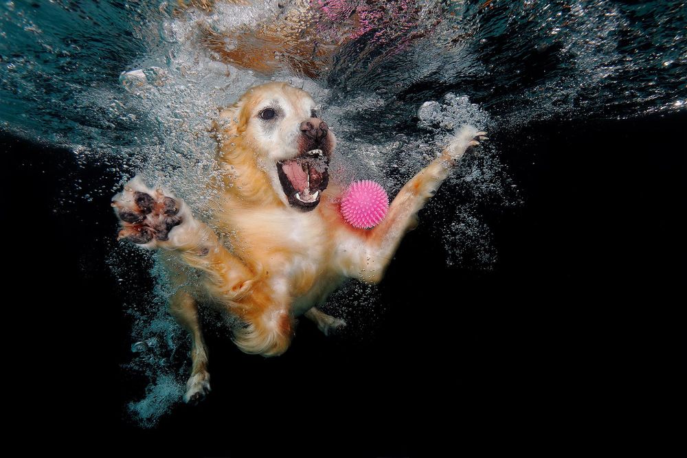 Jake-with-pink-ball-underwater_83A5298-Dover,-FL,-USA.jpg