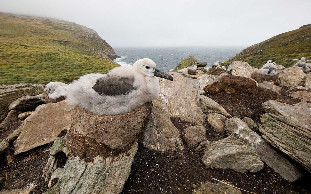 Black browed albatross chick on the nest_83A3273-West Point Island, Falklands.jpg