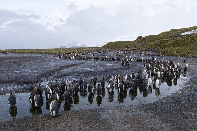 King-Penguins-along-a-little-curved-stream_B8R3777-Salisbury-Plain-South-Georgia-Islands.jpg