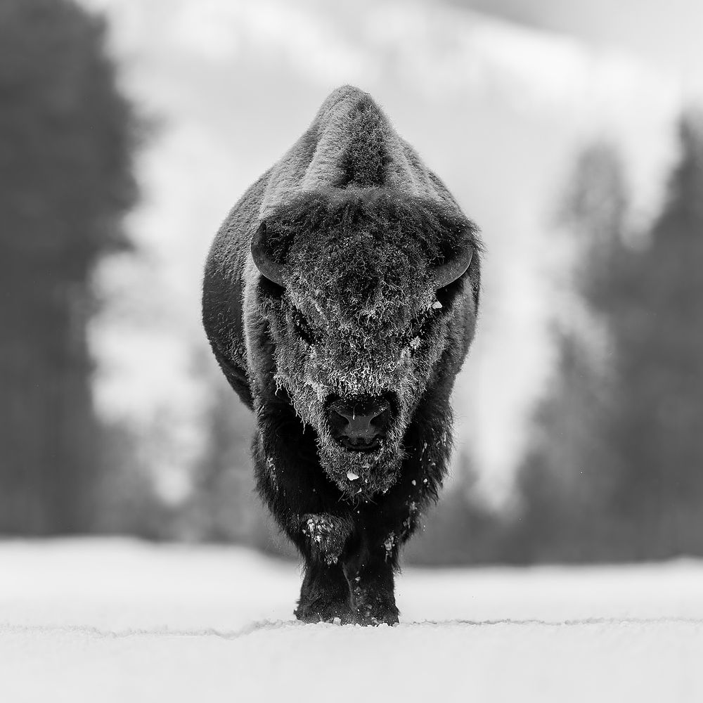 Bison-walking-head-on-in-the-snow-B&W-III_B8R6579-Yellowstone-National-Park,-WY,-USA.jpg