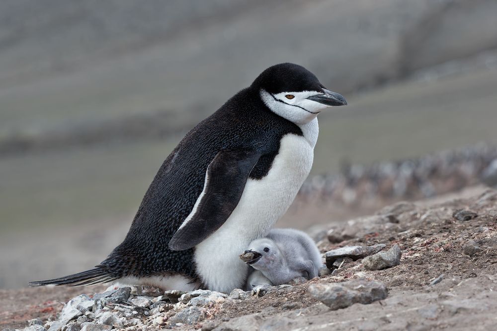 Chinstrap-Penguin-on-nest-with-two-chicks-and-green-gray-bkgd_E7T4109-Bailey-Head,-Deception-Island,-Antarctica.jpg