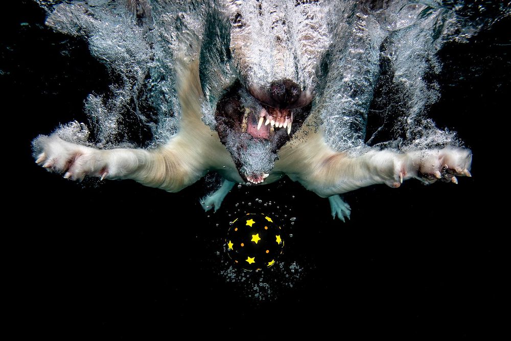 Axl-diving-after-black-star-ball_83A8307-Dover,-FL,-USA.jpg