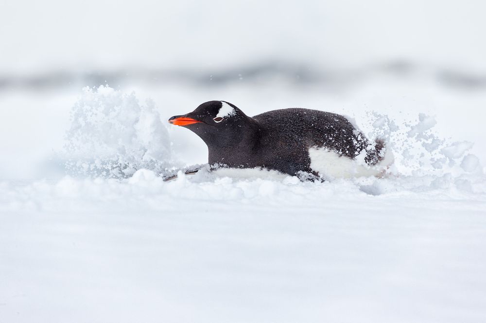 Gentoo-penguin-swimming-through-fresh-snow_E7T7759-Port-Lockroy,-Antarctica.jpg