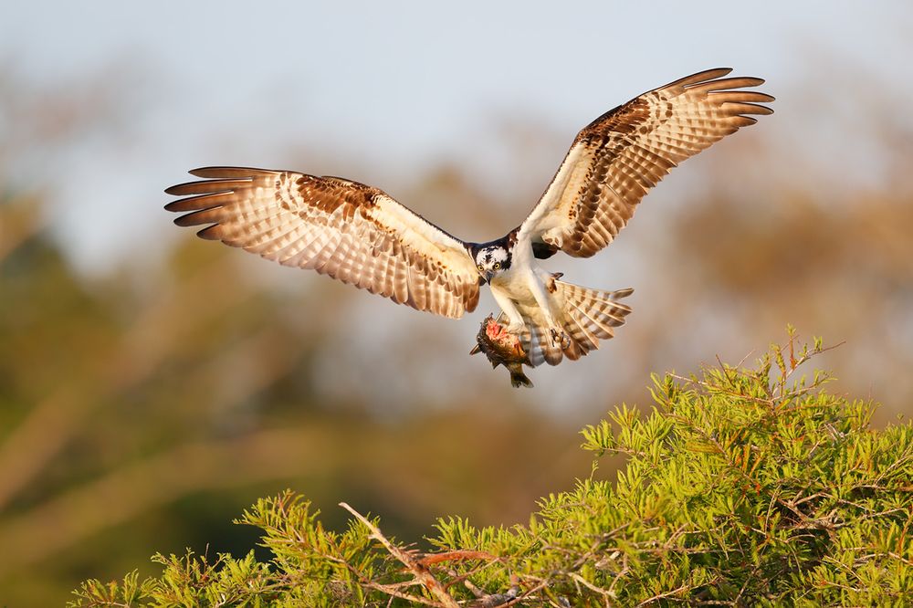 Osprey bringing back fish_A3I3386- Lake Blue Cypress, FL, USA.jpg