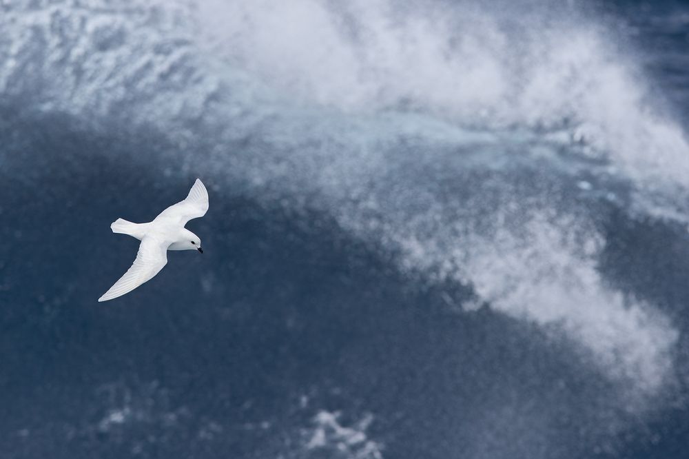 Snow-Petrel-riding-a-big-wave_E7T3019-Scotia-Sea,-Southern-Atlantic-Ocean.jpg