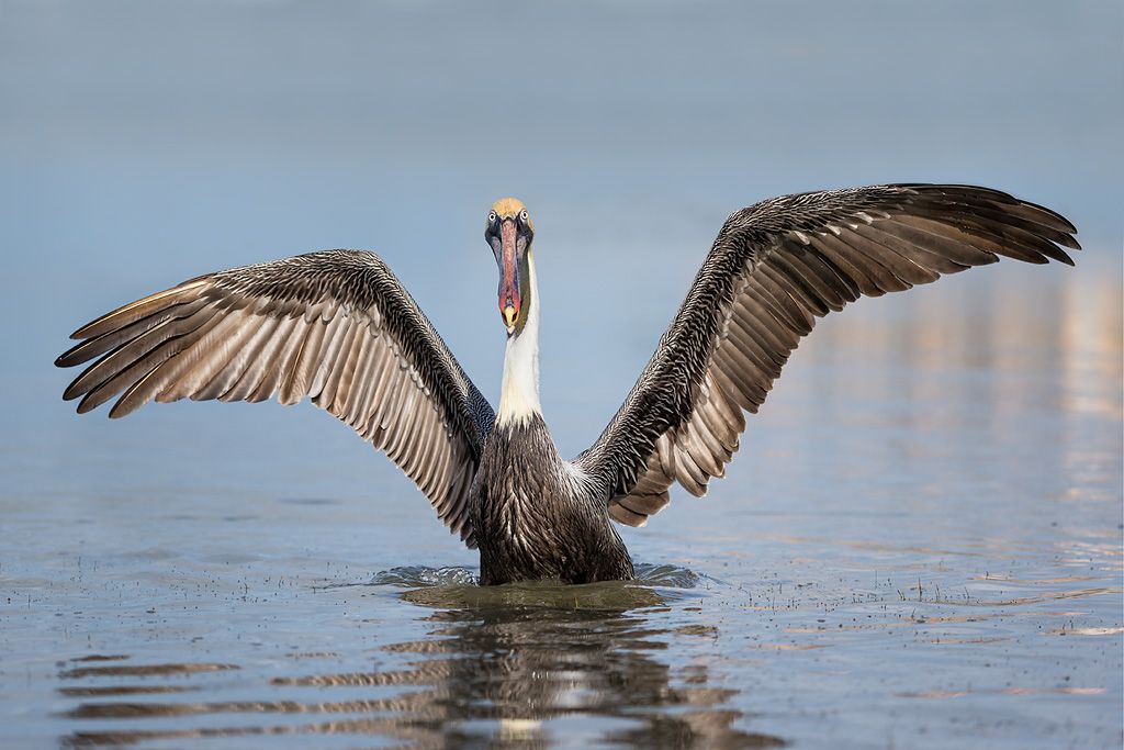 Brown-pelican-standing-in-water-with-wings-spread_E7T2903-Estero-Lagoon-Fort-Myers-Beach-USA.jpg
