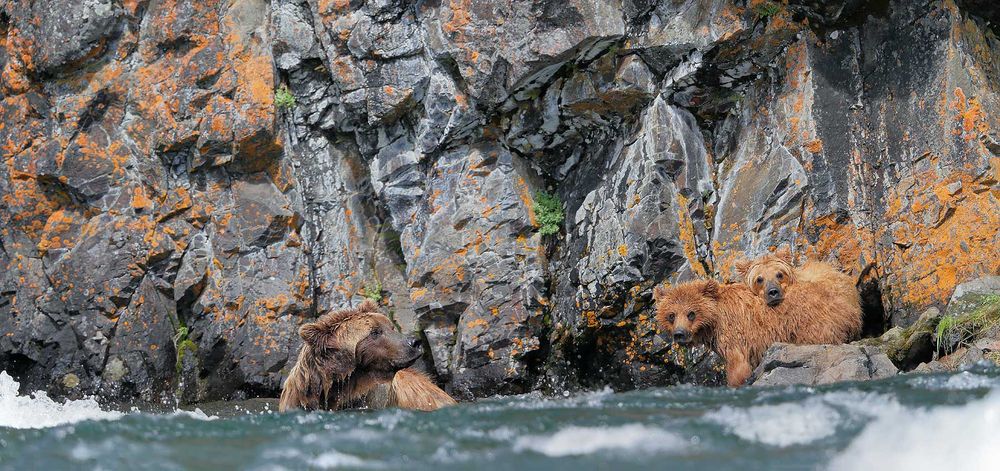 Coastal-brown-bear-sow-and-cubs-fishing-near-rock.jpg